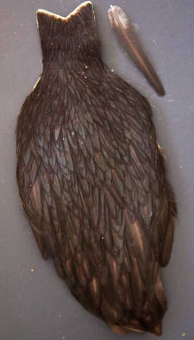 Indian Cock Neck